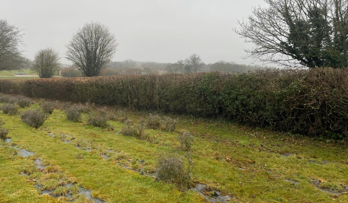 Hedge Cutting East Meon