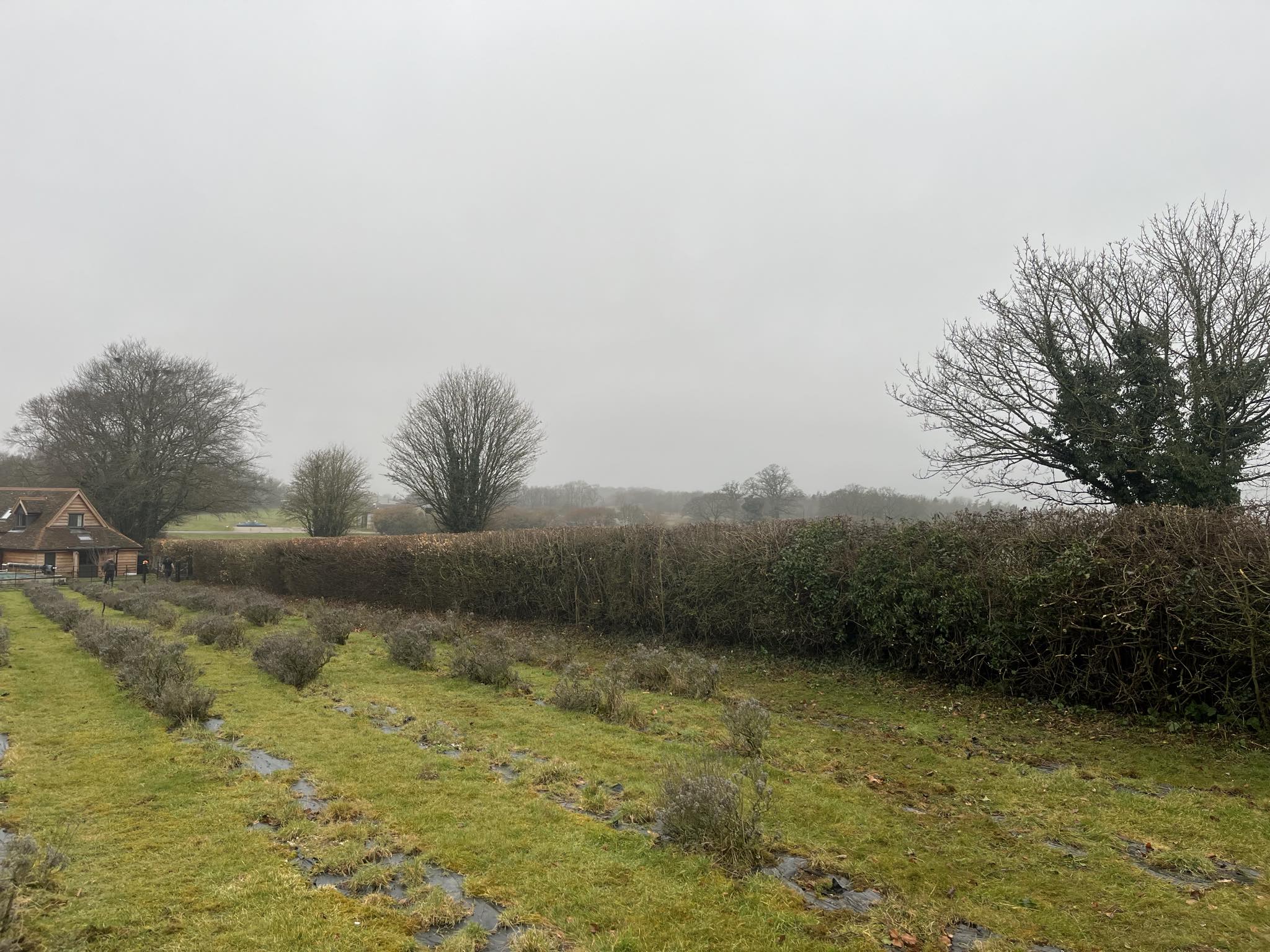 service single images